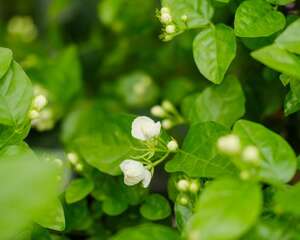 新买的茉莉怎么养