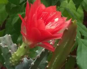 令箭荷花不开花怎么办