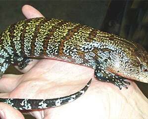 斑点蓝舌蜥的外形特点