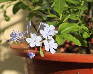 蓝雪花什么时候开花