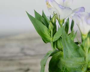 洋桔梗水养技巧