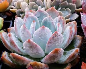 芙蓉雪莲 Echeveria laui x lindsayana