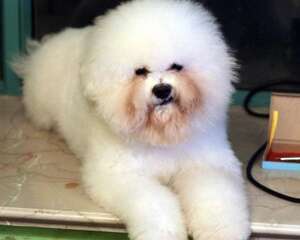 狗狗泪腺该如何清理