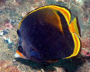 澳洲帝王蝶的喂食要点