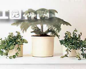室内绿饰配置技巧