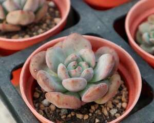 新手养多肉常见问题