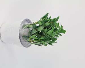 长寿花怎么养家庭养法