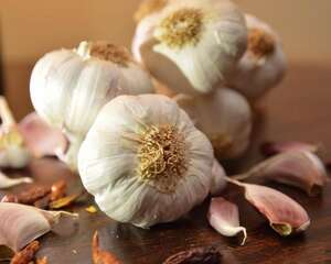 土里种蒜苗的正确过程