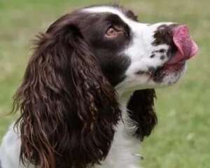 英国跳猎犬适合家养吗？英国跳猎犬优缺点介绍