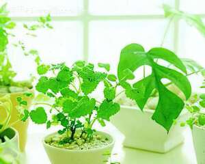 家庭养花：自制花肥小窍门