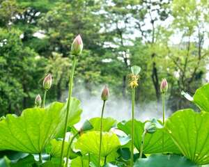 莲蓬只用来吃太浪费啦！养起来吧