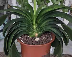 君子兰不小心摔破盆，满满都是大白根，比拇指还粗！