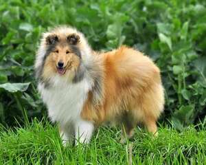 狗狗皮肤病的预防原则