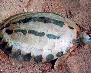 咸水泥彩龟的护理知识