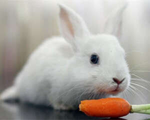 冬天要给兔子吃胡萝卜