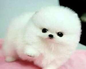 博美犬好养吗？博美犬饲养注意事项