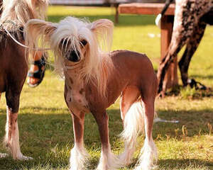 中国冠毛犬的养护知识