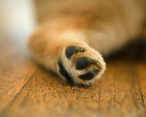 认识狗狗爪以及对其误区