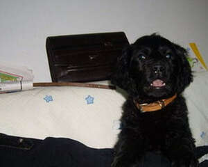 平毛寻回猎犬的性格特点