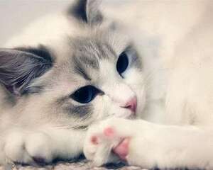 怎么样能训练让猫咪不上床睡觉？