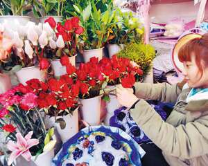 辽宁沈阳：节前玫瑰身价暴涨 999朵玫瑰售价两三万元