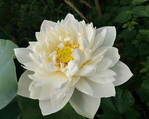 这花明明美上天，家里人却不让养，糟心！