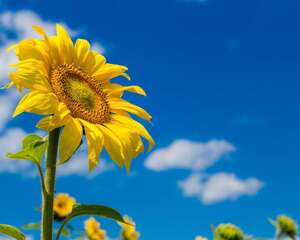 向日葵叶子枯萎怎么办