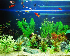 观赏鱼混养的注意事项