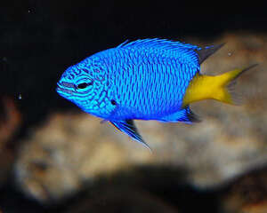 饲养海水鱼水族箱要遵守10原则