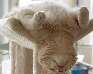 猫睡觉时为什么把耳朵挤在前肢下