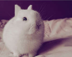 如何清洗兔子吃的蔬菜