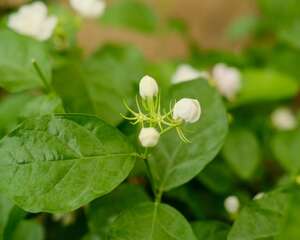 绿萝茉莉…夏天这么养，跟打激素一样疯长不停！
