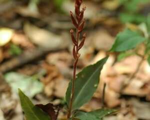 滇南开唇兰图片