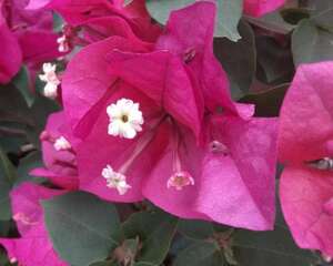 三角梅冬天怎么养