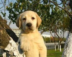 关于拉布拉多犬的运动知识