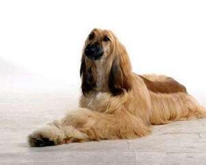 阿富汗猎犬好养吗？要怎么养？