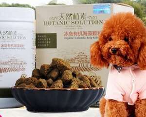 海藻粉对狗狗的作用之如何辨别真假