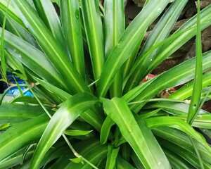 这3种粗根花，根壮得像萝卜，春天必须要换盆！