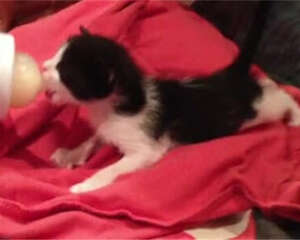 关注新生仔猫死亡症