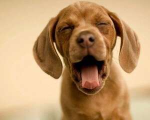 拉布拉多犬的牙齿护理常识