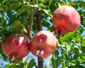 家里种棵守家树，旺人又镇宅，越养越有福气！