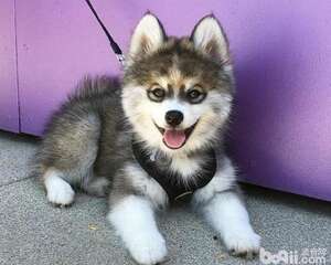 狗狗起名，狗狗取什么名字好听？