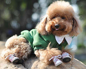 要不要给狗狗穿鞋