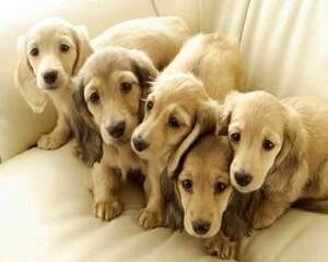 狗狗太胖了怎么办？该怎么减肥？