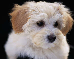 与宠物太亲近可能会有哪些问题