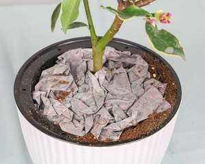 金边瑞香的花语及传说