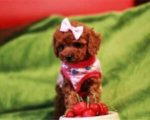 饲养泰迪熊需要注意哪些问题呢