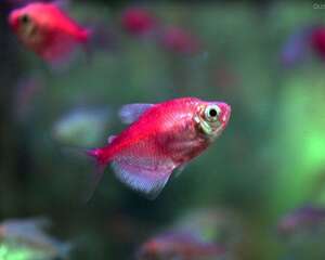 水族箱中繁殖热带鱼的要诀