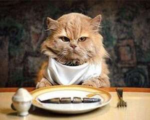 猫为什么喜欢吃鱼？给猫吃鱼需要注意什么
