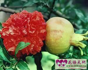 石榴的花语：成熟的美丽